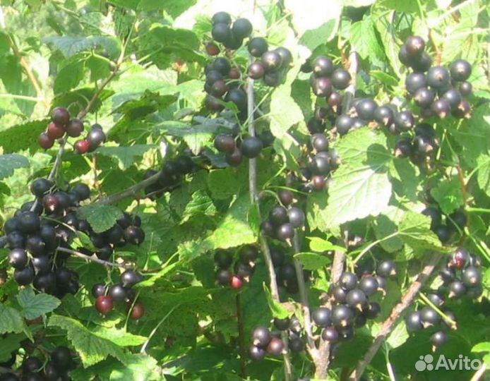 Черная, красная смородина