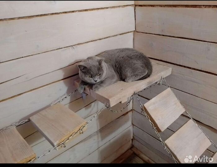 Гостиница для собак и кошек (передержке) зооняня