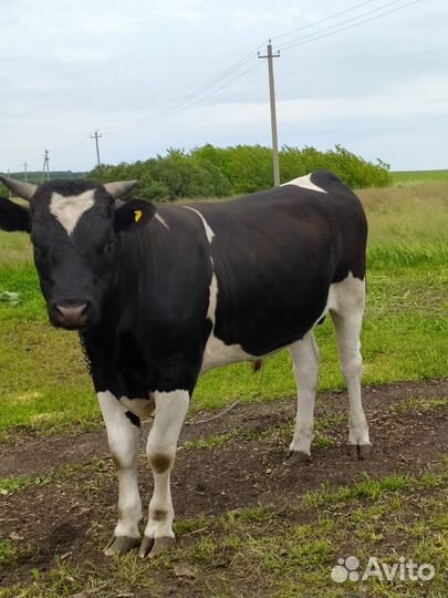 Бычки и быки