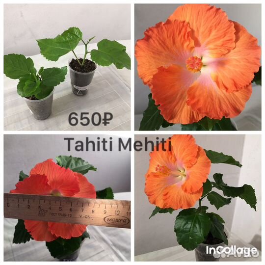 Сортовые гибискусы