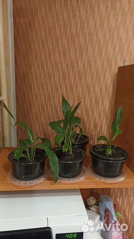 Спатифиллум