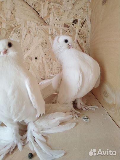 Голуби Статные