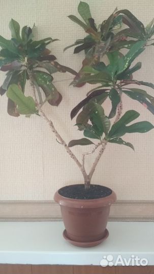 Кодиеум кротон