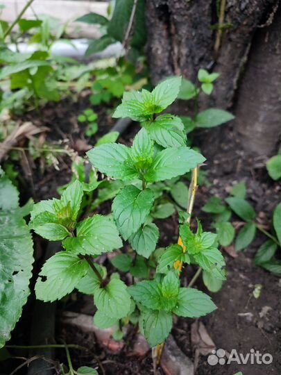 Мята сортовая