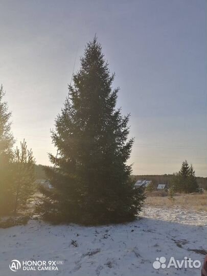 Ель крупномер 8,4 m