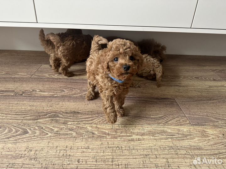 Щенки той пуделя