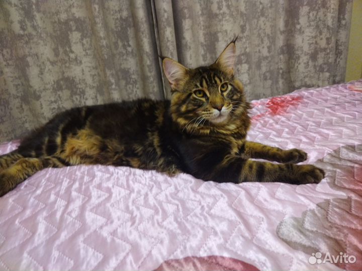 Кот мейн-кун вязка