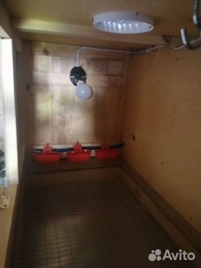 Брудер для цыплят