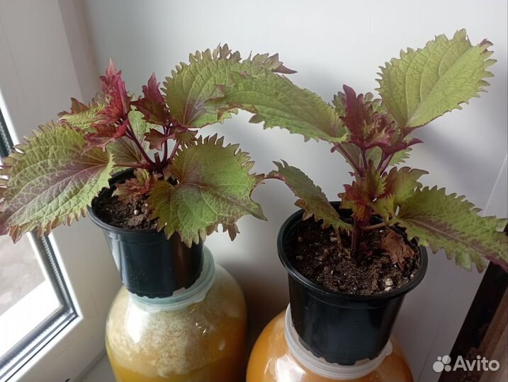 Колеусы сортовые