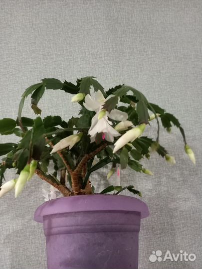 Цветок декабрист