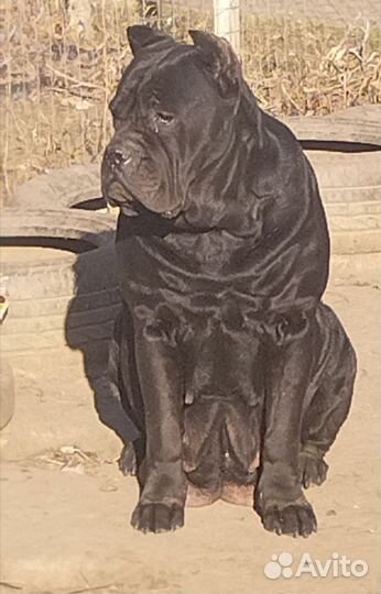 Кане Корсо. Мальчик