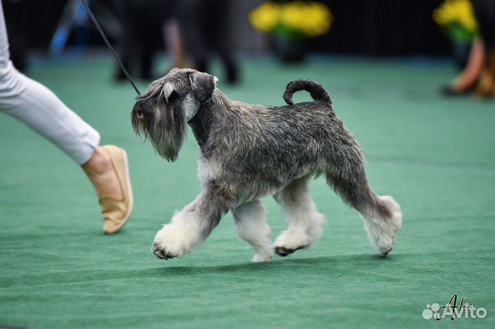 Вязка цвергшнауцер