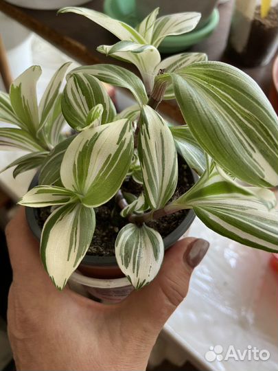 Традесканция трехцветная