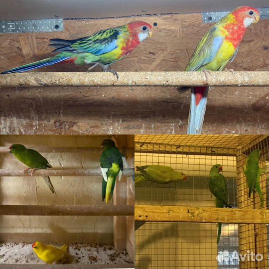 Продаю попугаев и животных оптом разных видов(волн