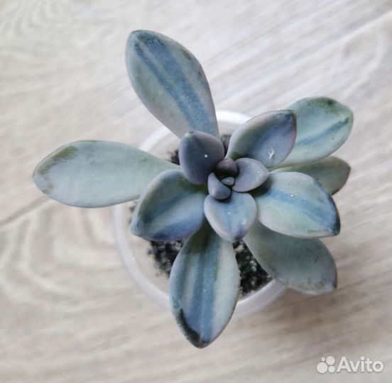 Суккуленты разные