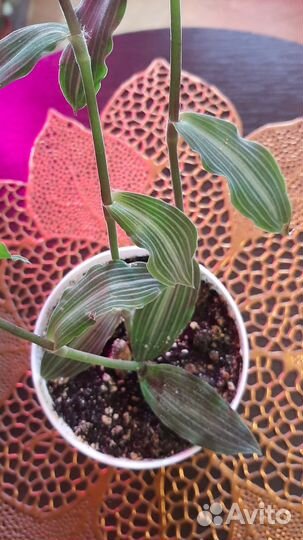 Кротон,плющ,традесканция