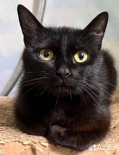 Кошка не дл каждого