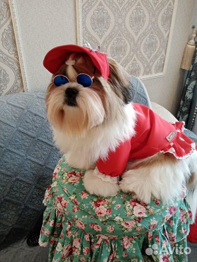 Одежда для собак