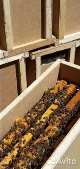 Пчёлы Пчелопакеты карпатка