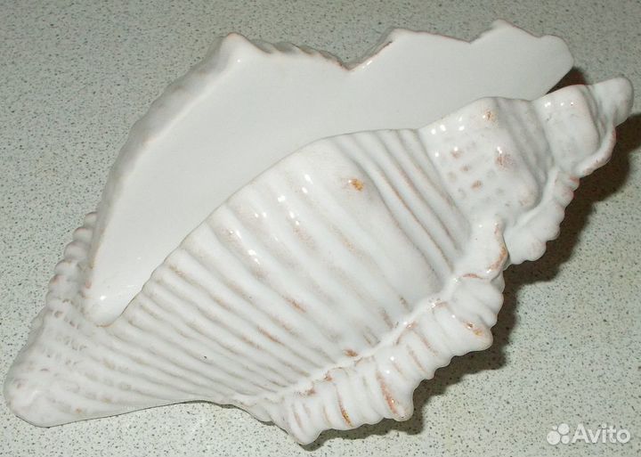 Морские ракушки