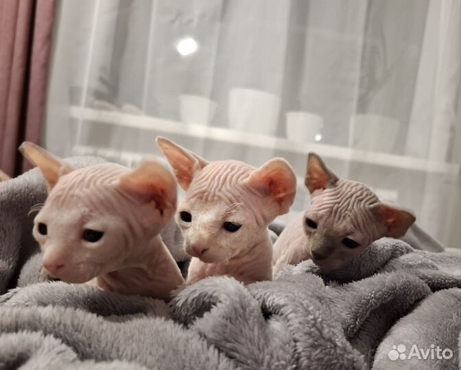 Котята сфинкс