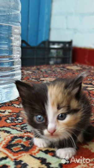 Котята в добрые руки бесплатно