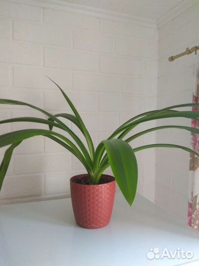 Комнатный цветок