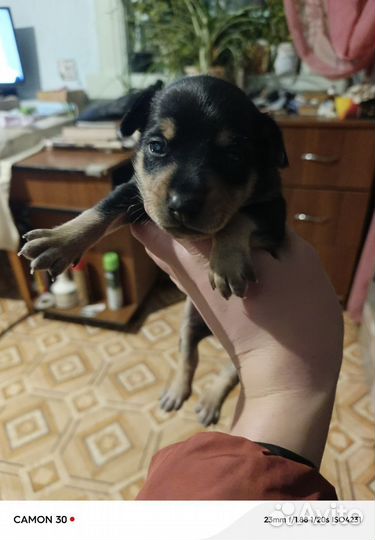 Той-терьер щенки