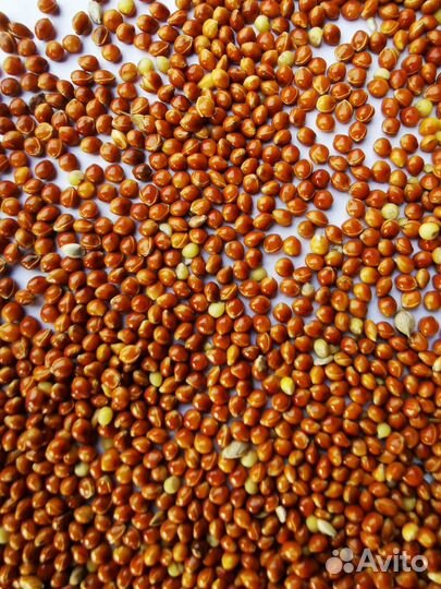 Просо красное