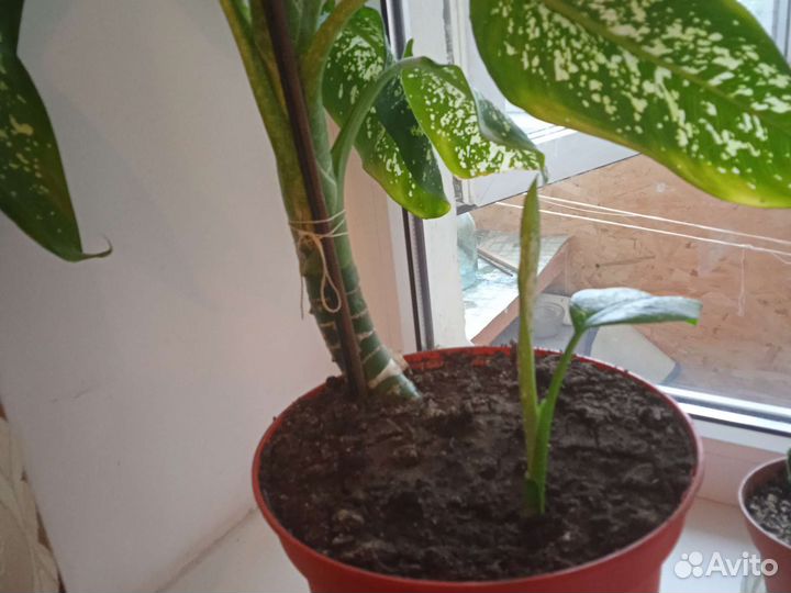 Диффенбахия