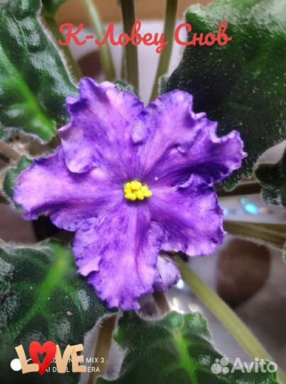 Фиалки сортовые