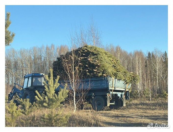 Сосна, ель, пихта, лапник