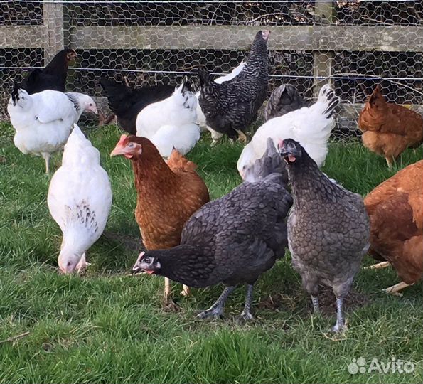 Домашние куры молодки