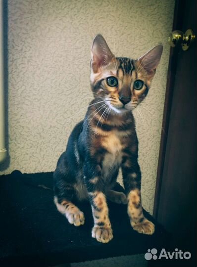 Бенгальский котенок мальчик