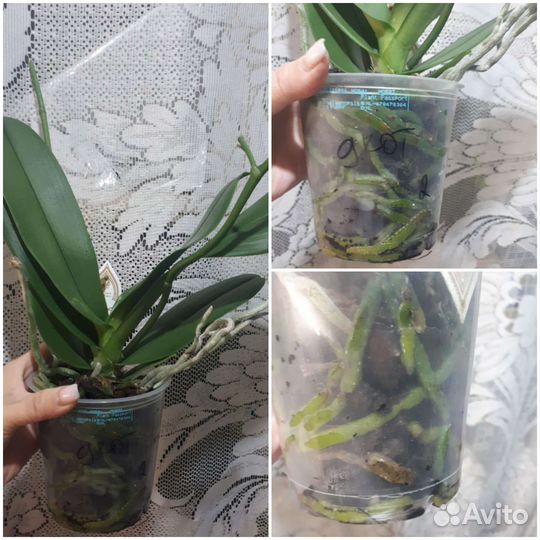 Орхидея фаленопсис дикий кот