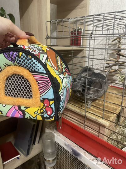 Шиншилы с клетками