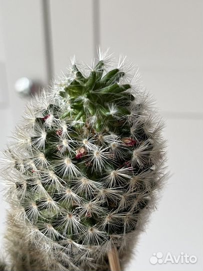 Кактус цветущий