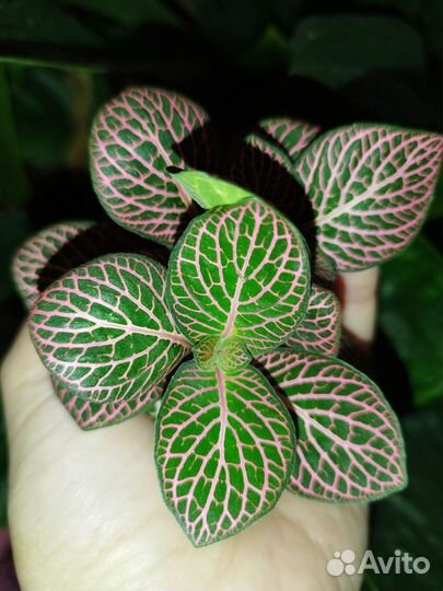 Фиттония срез