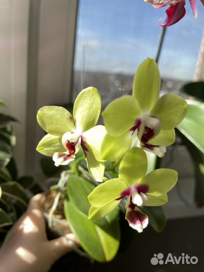 Орхидея фаленопсис
