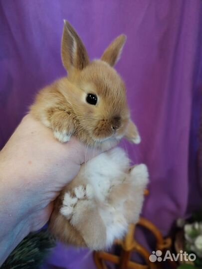 Кролики карликовые. Большой выбор