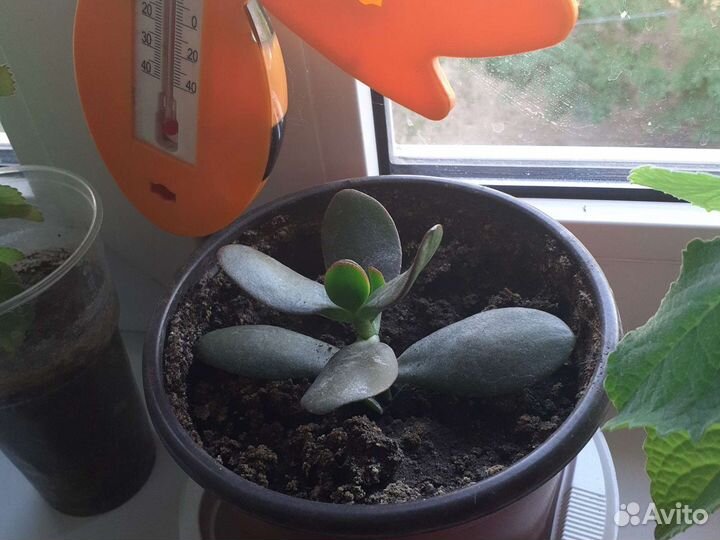 Толстянка, мята,декабрист