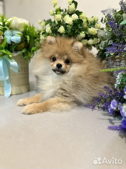 Померанский шпиц