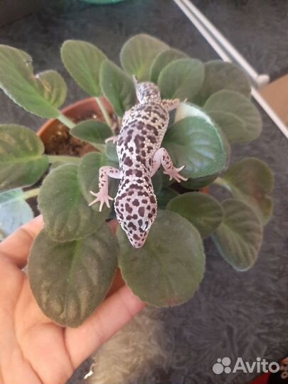 Геккон, эублифар