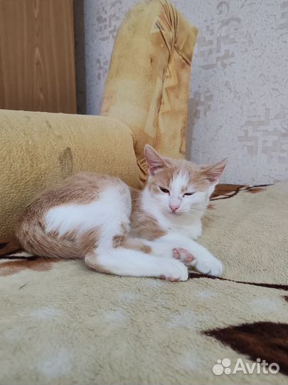 Рыжий персиковый