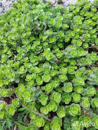 Очиток почвопокровной европейский