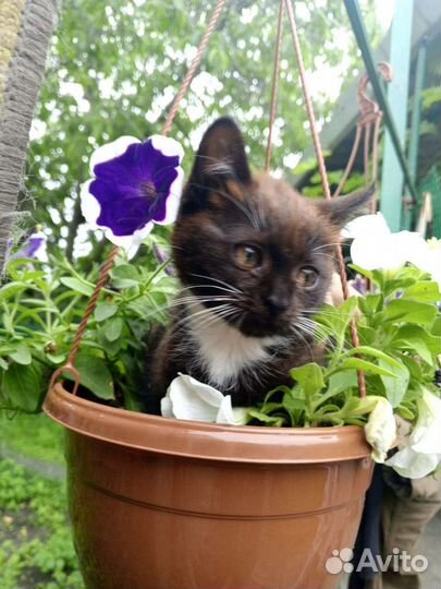 Продам котят