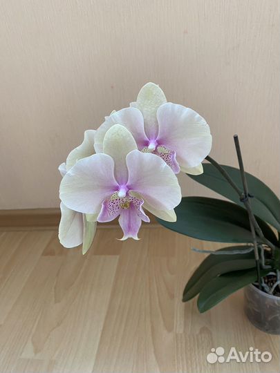 Орхидея,отличный подарок