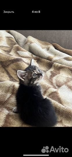 Британские котята