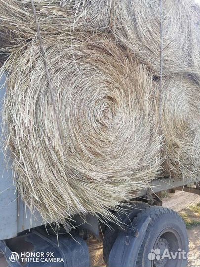 Продаю сено