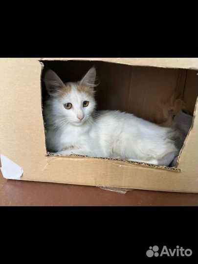 Котята в добрые руки бесплатно